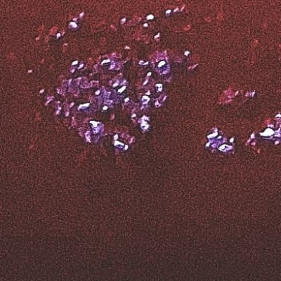 Nori thumbnail