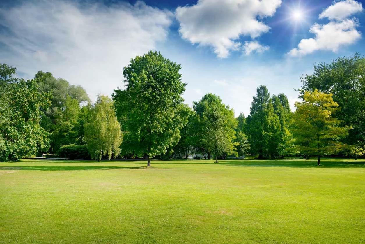 The Park thumbnail