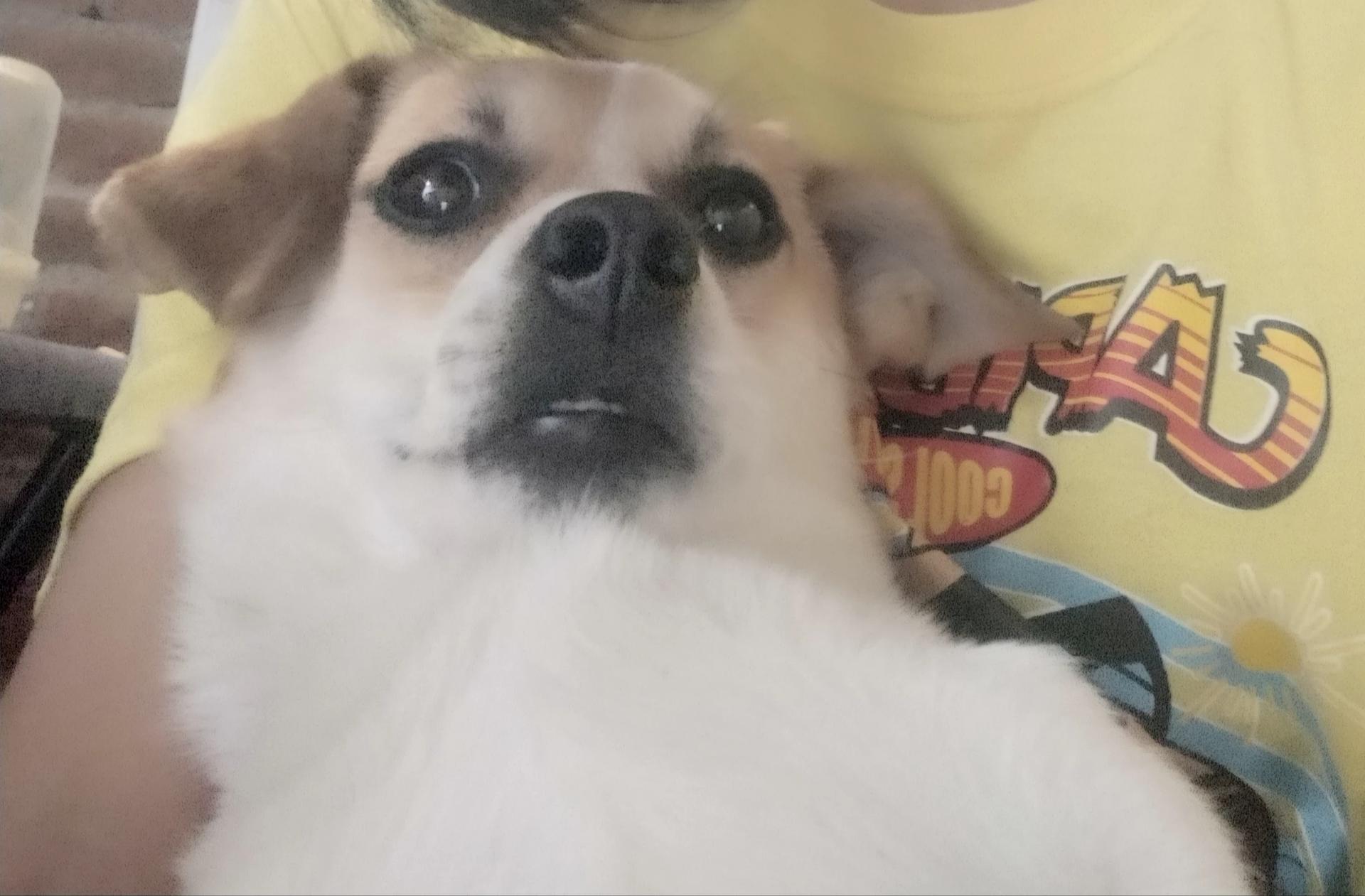 Abraham thumbnail