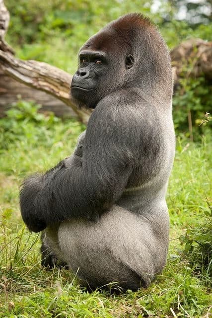 Silver-backed gorilla thumbnail