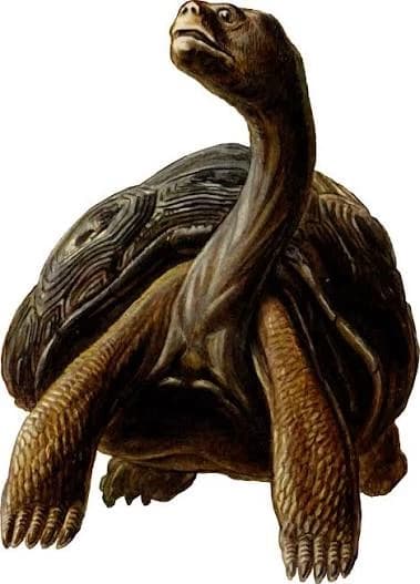 Turtle thumbnail