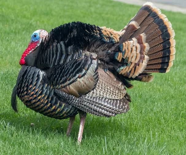 Wild turkey thumbnail