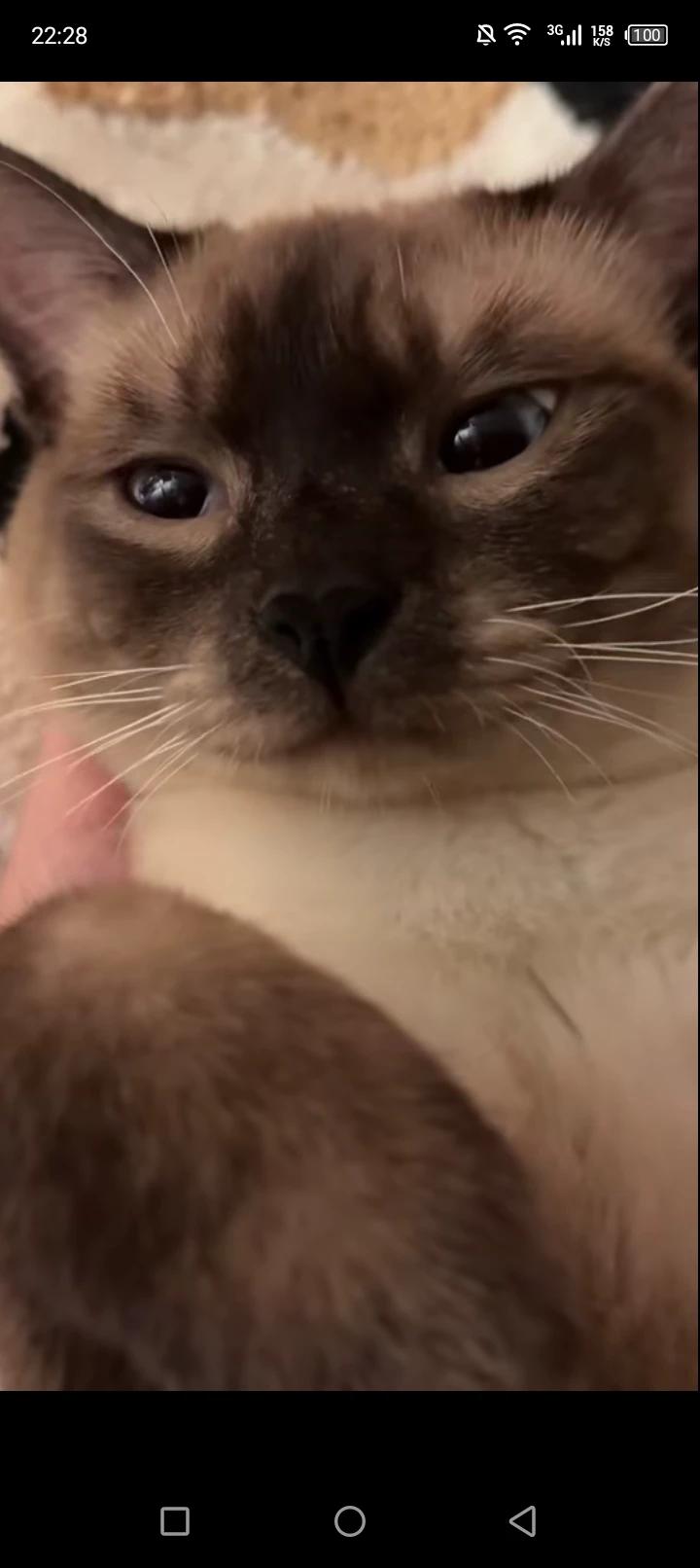 Кошка Има thumbnail