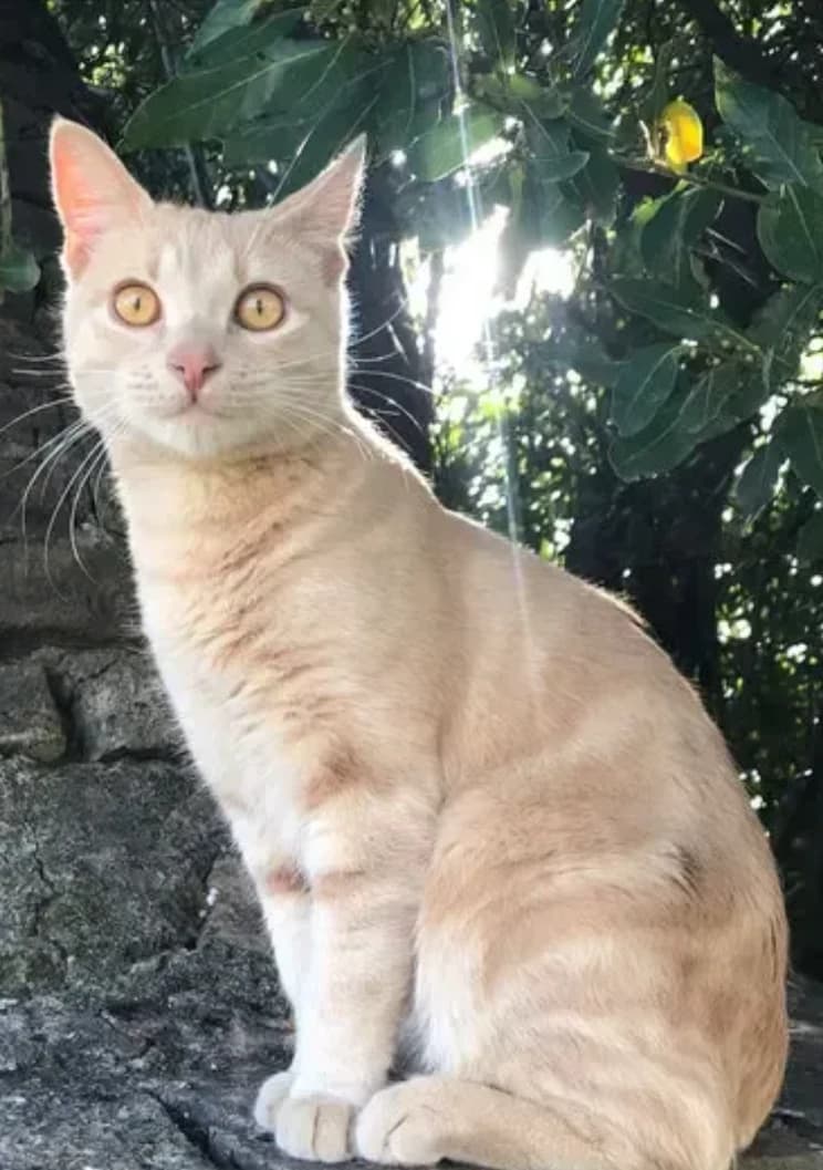pussy thumbnail