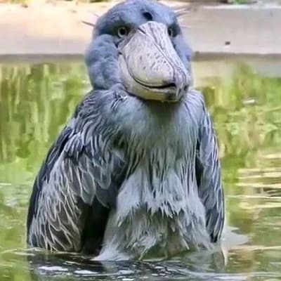 Kitoglav (bird head) thumbnail