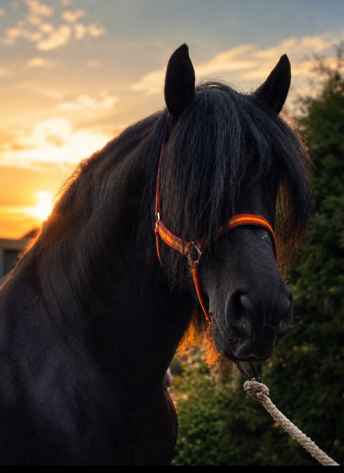 Your life with horses thumbnail