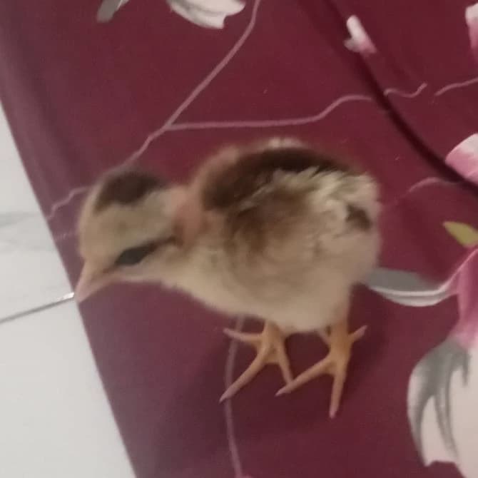 anak ayam lucu pip thumbnail
