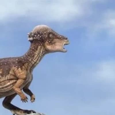 Pachycefalosaurio thumbnail