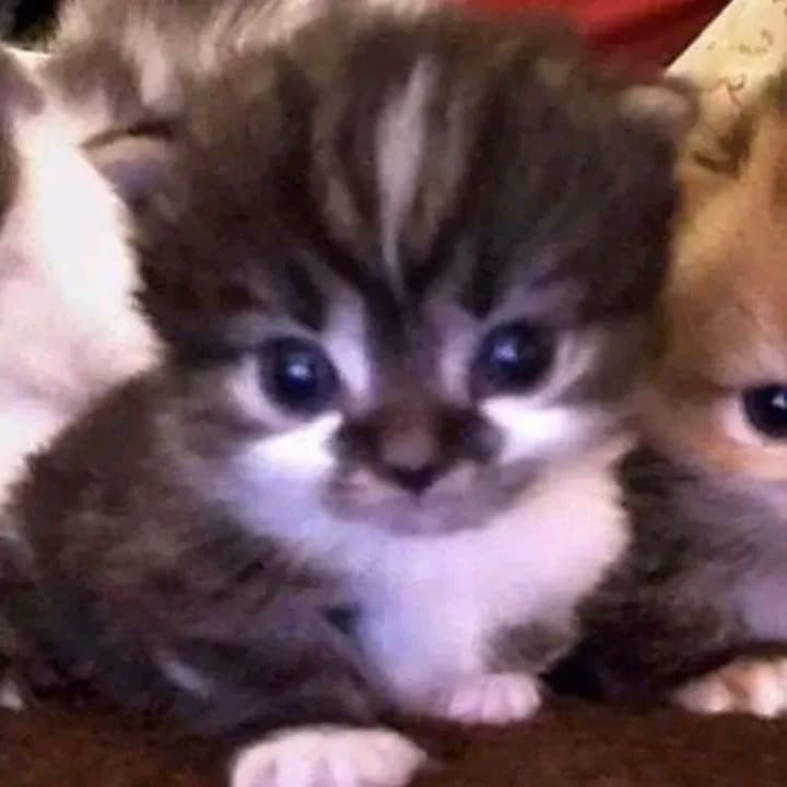your kitten thumbnail