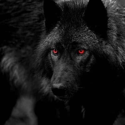 Felix_Alpha wolf  thumbnail