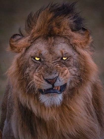 Aslan kıral Leo thumbnail