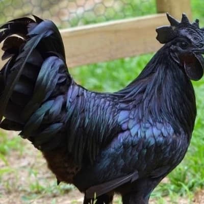 Black rooster thumbnail