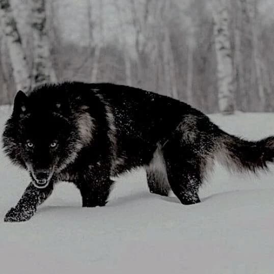 🐺|Noroi– dire wolf|🐺 thumbnail
