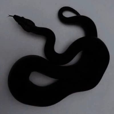 Your snake thumbnail
