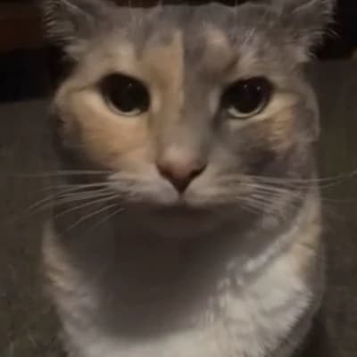Sergeant 'Sarge' Whiskers thumbnail