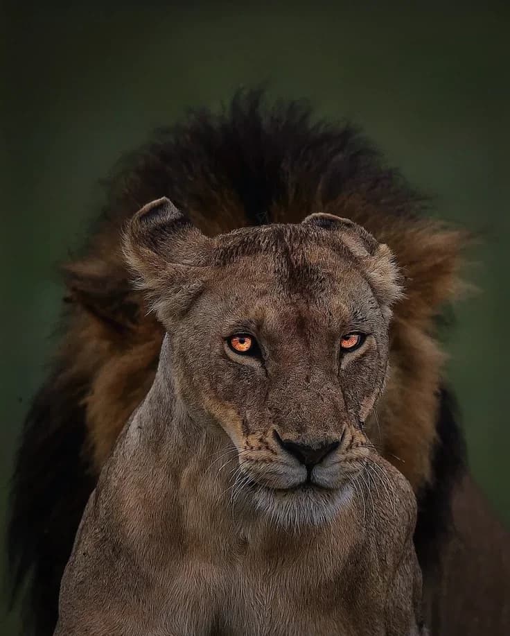 Pride of lions thumbnail