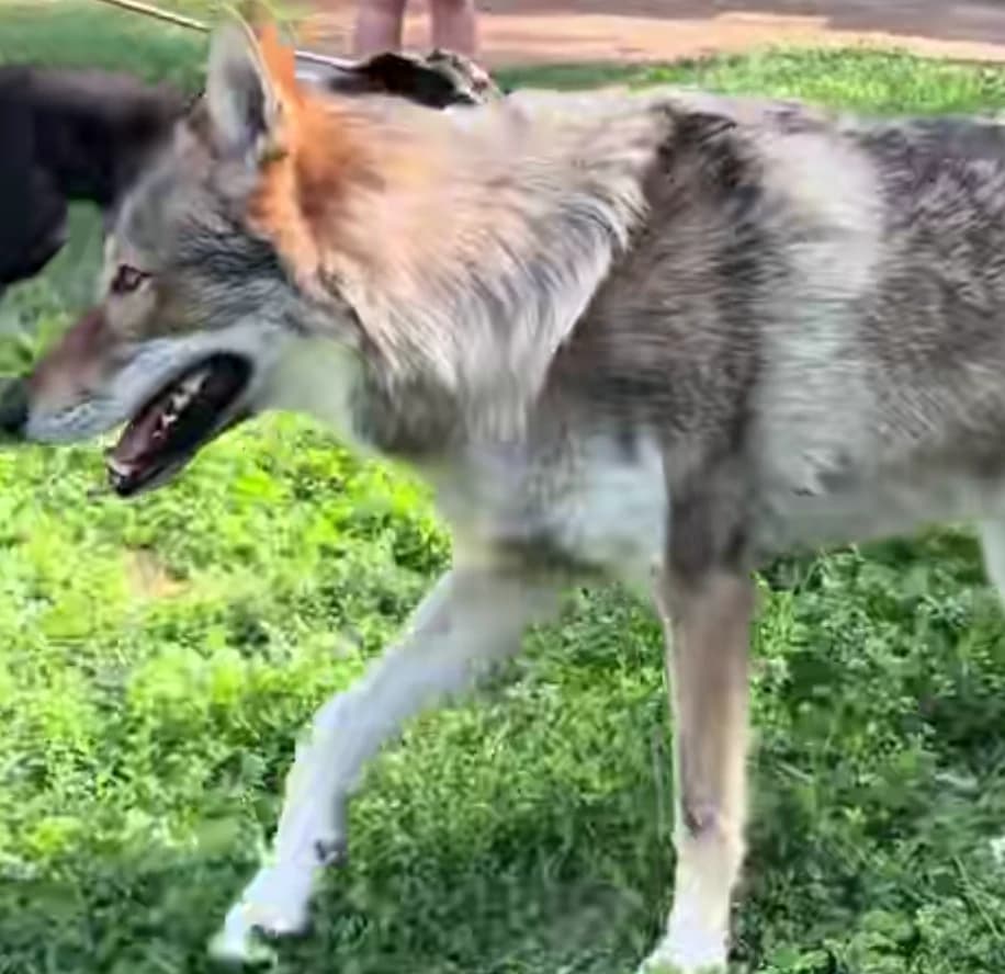 Canine Rehabilitation Unit thumbnail