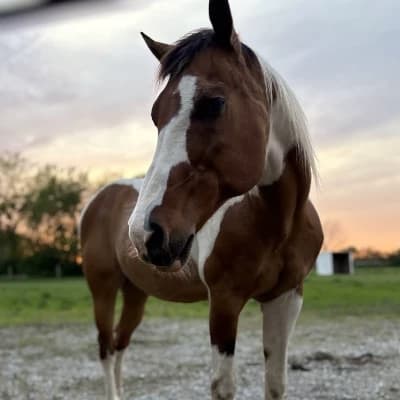 Horse rpg thumbnail
