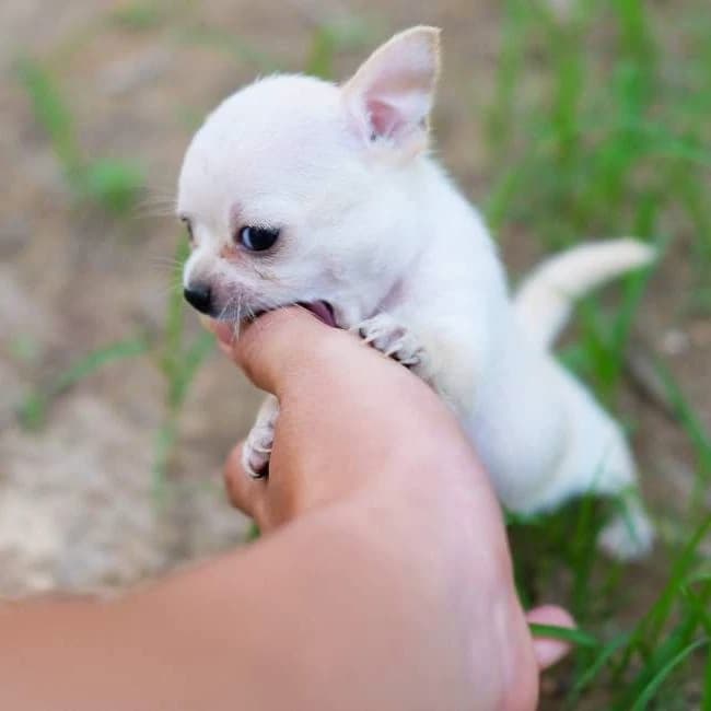 roxi thumbnail