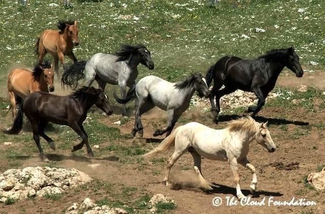 Horse rp [MLVR] thumbnail