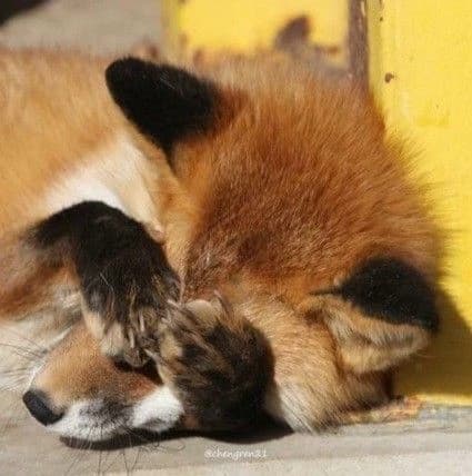 the cute fox thumbnail