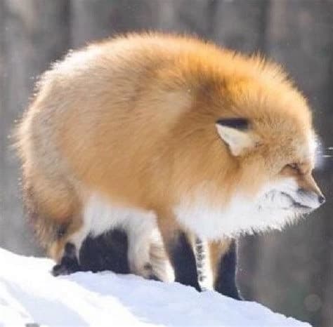The fat fox thumbnail