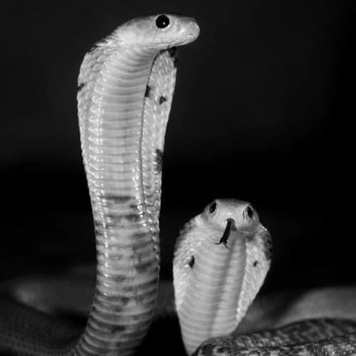 Twin Snakes: Sem and Rey thumbnail