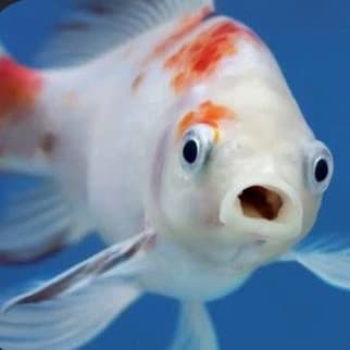 fish thumbnail