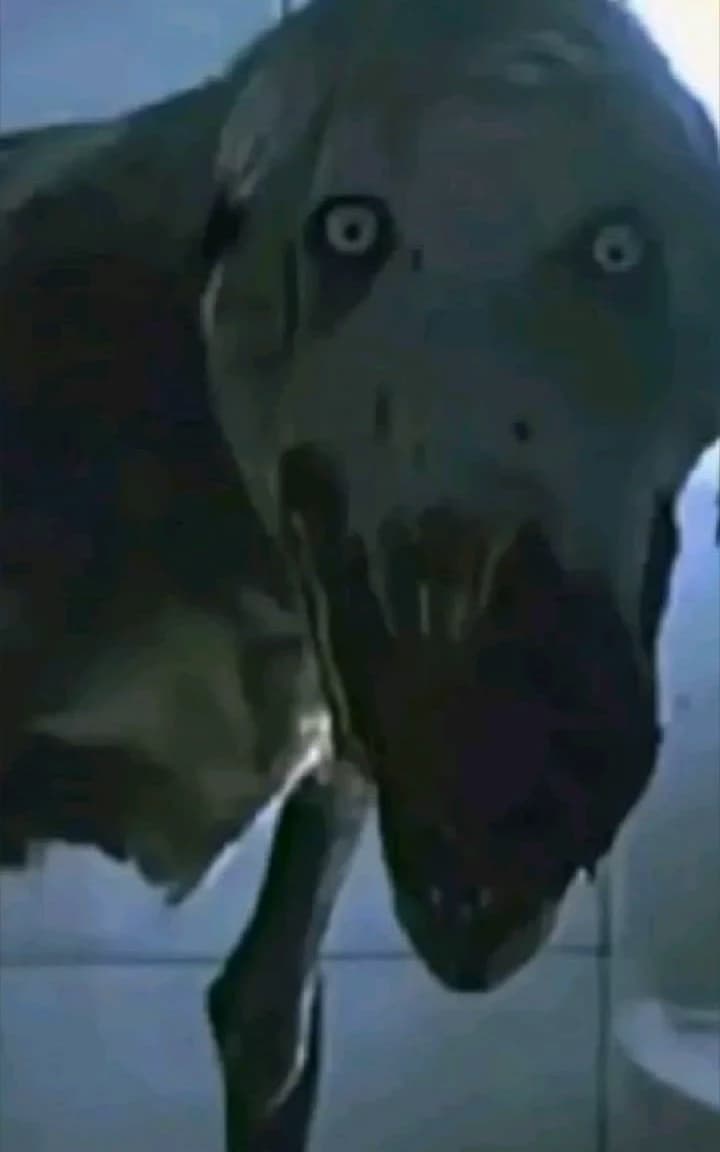 D O G thumbnail