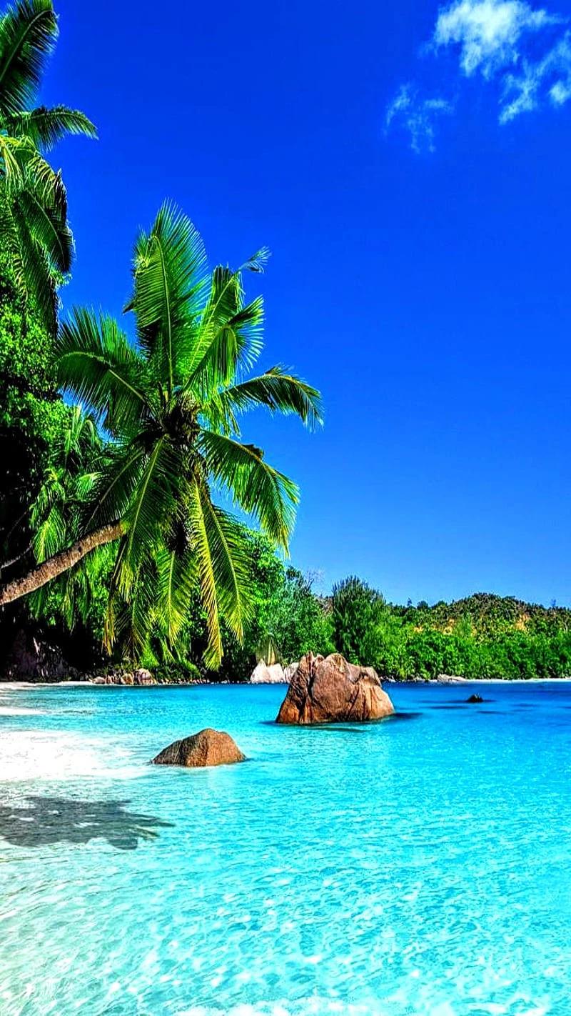 🏝️Island🏝️ thumbnail