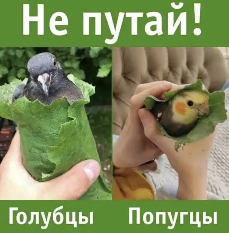 Не путай голубцы и попугцы! thumbnail