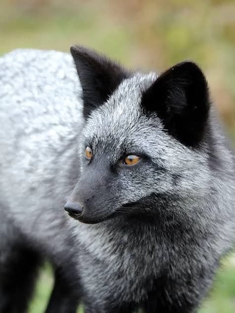 Black fox (vore) thumbnail