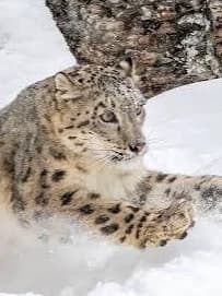 Wild Snow Leopard (Vore) thumbnail