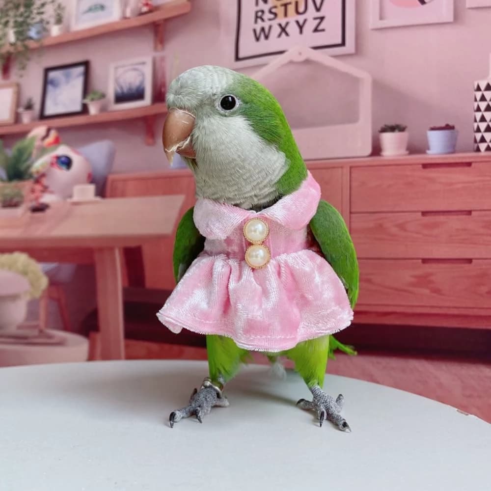 parakeet in a dress thumbnail
