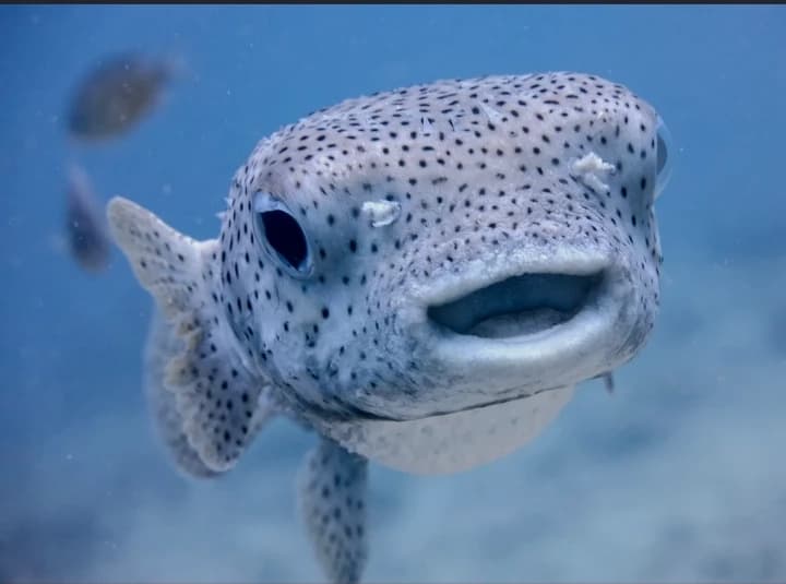 fish world thumbnail