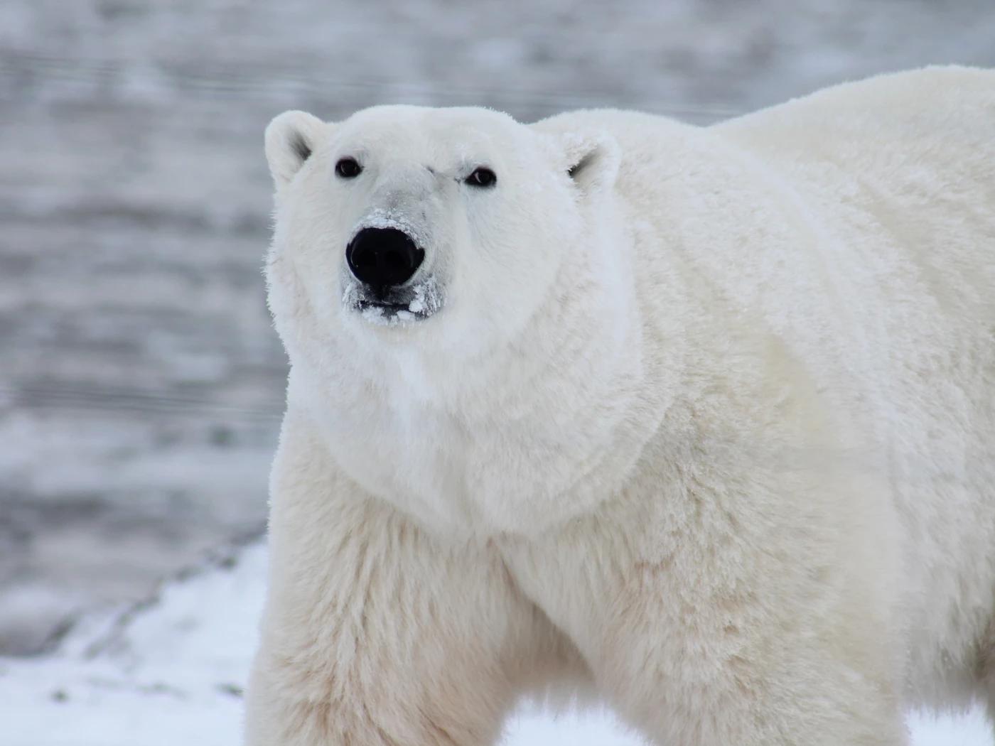 Polar Bear thumbnail