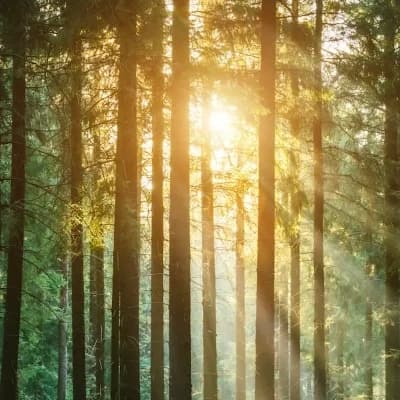 The forest. thumbnail