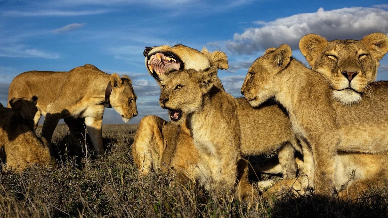  Una manada de leones  thumbnail