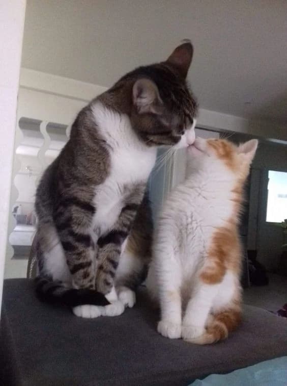 Amor gatuno  thumbnail