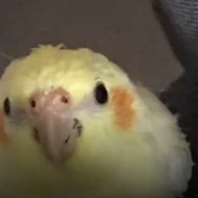 Pip thumbnail
