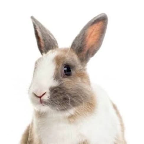 🐰~your pet bunny! ~🥕 thumbnail
