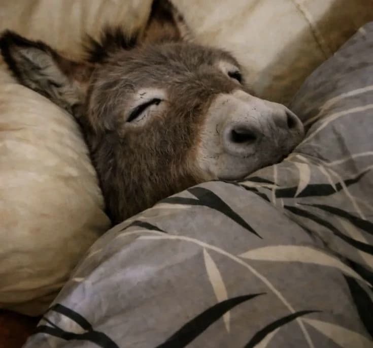 donkey  thumbnail