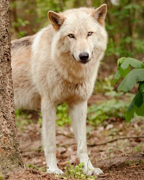 A new Timberwolf pack thumbnail