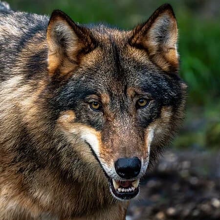 Eigenes Wolfsrudel thumbnail