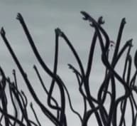 Althing thumbnail