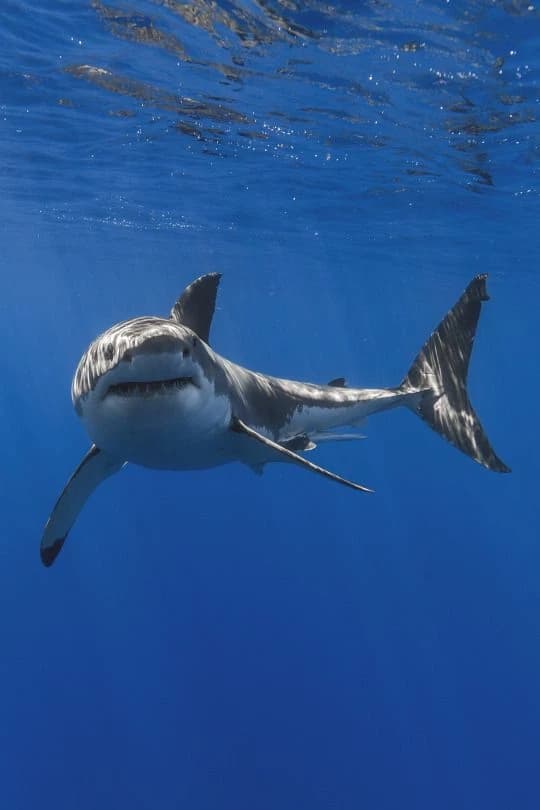 Bull shark  thumbnail