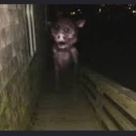 Ghost Pig thumbnail