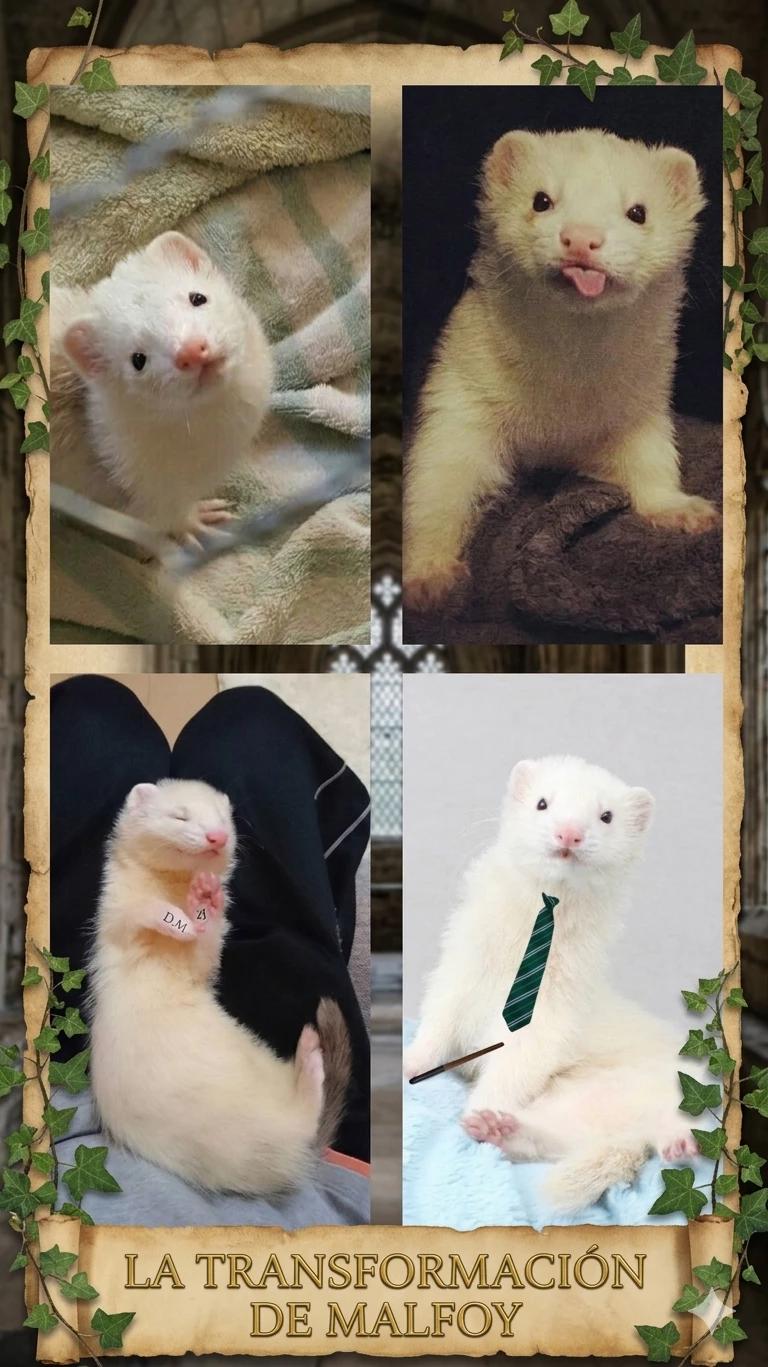 Draco Malfoy 🍏 🐾 (versión hurón) thumbnail