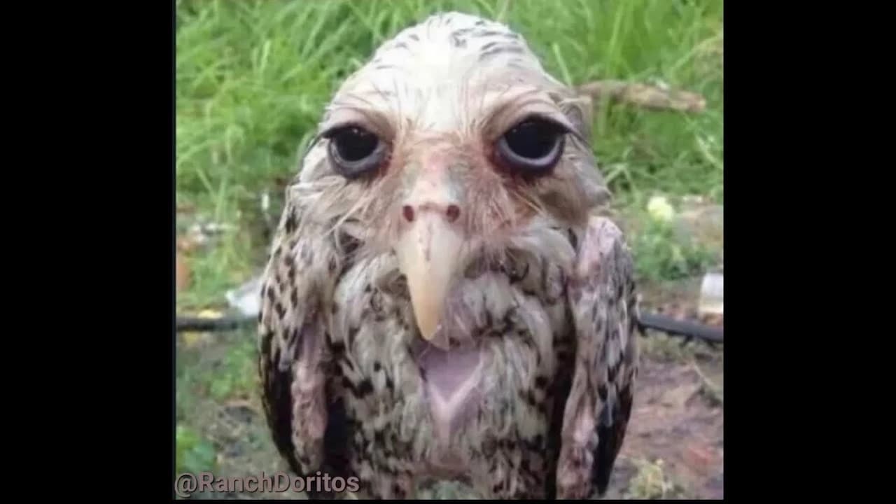 Salt Owl thumbnail