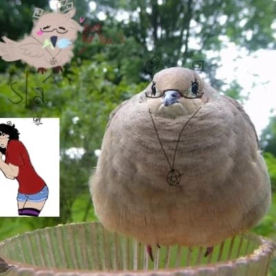 Morning Coy thumbnail
